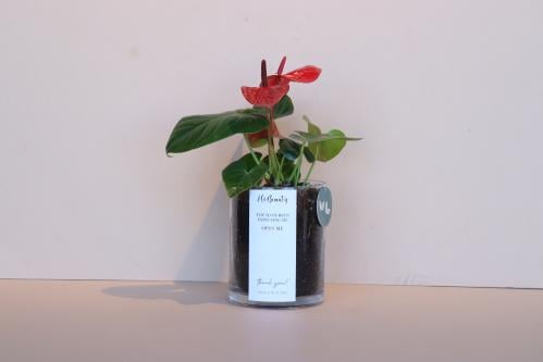 فازه الانثوريوم الشفاف