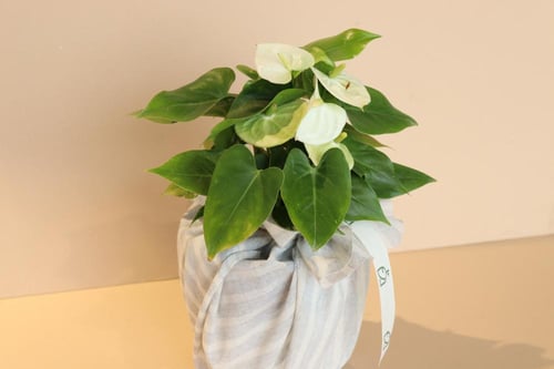 نبتة الانثوريوم بتغليف ياباني