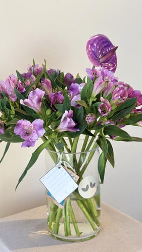 فازة الاستروميريا الموف