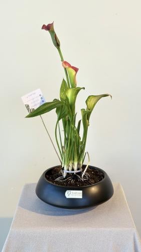 نبات الكالا الزاهي