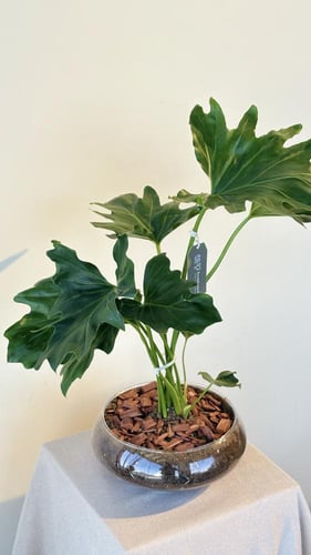 نبات الامينيس المتعرج