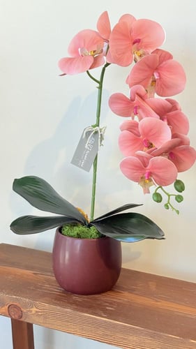 فازة الآوركيد