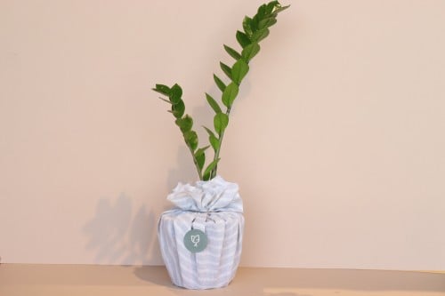 نبتة الزاميا بتغليف ياباني