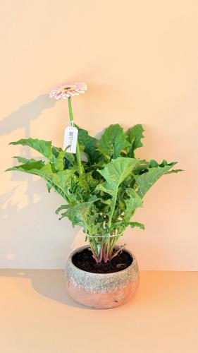 شلتة الجاربيرا الداخلية