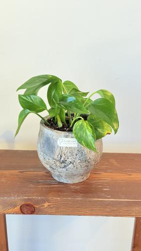 نبات البوتس