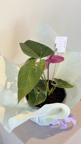 الاثنوريوم نبات الظل الداخلي