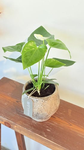 الانثوريوم الآبيض