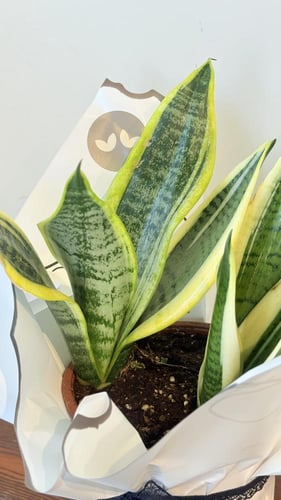 جلد النمر ميني