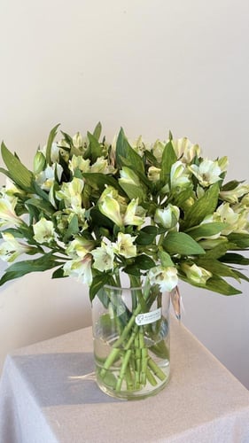 فازة الآستروميريا الابيض