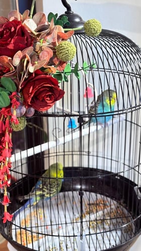 عصافير الحُب