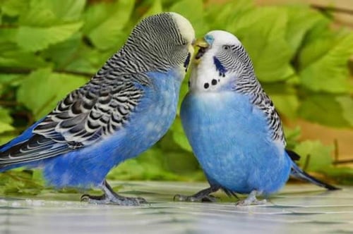 عصافير الحُب