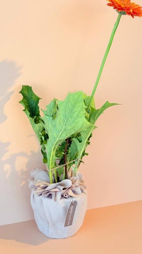 شلتة الجاربيرا الداخلية