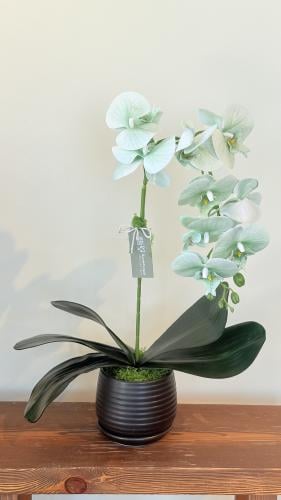 فازة الآوركيد