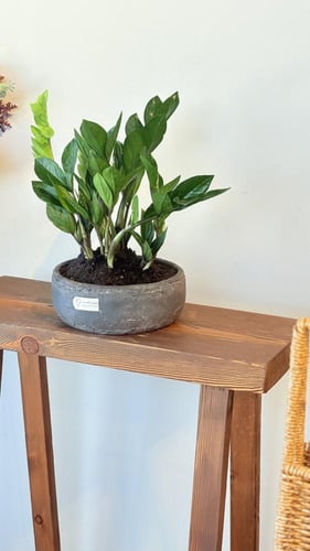 نبات الزاميا