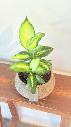 نبات الديفا الانيق