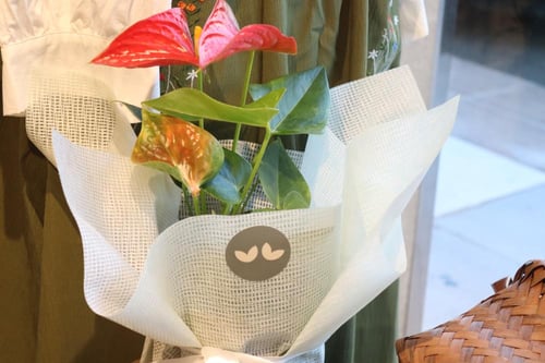 نبات الانثوريوم بتغليف راقي