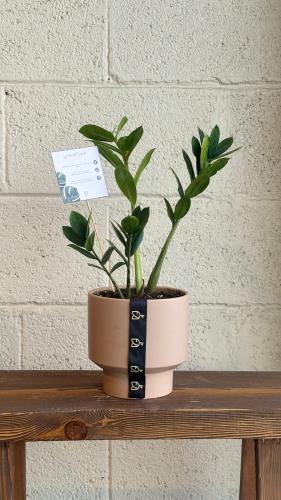 نبتة الزاميا بمركن انيق بيج