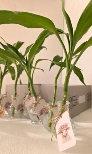 Mini Bamboo distributions