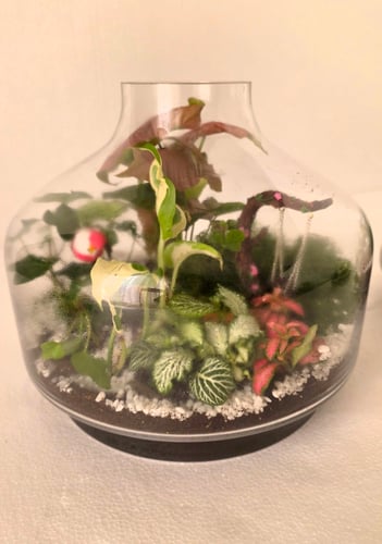 Large terrarium