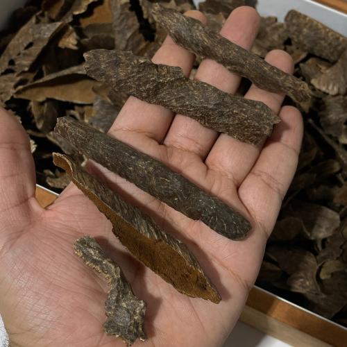 زوايا هندي مينبور دبل