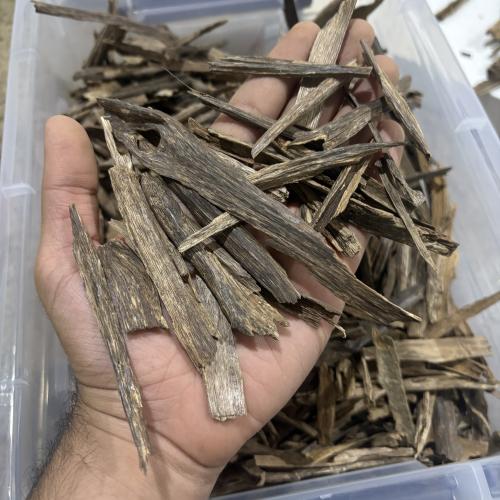 سيسور هندي كبير