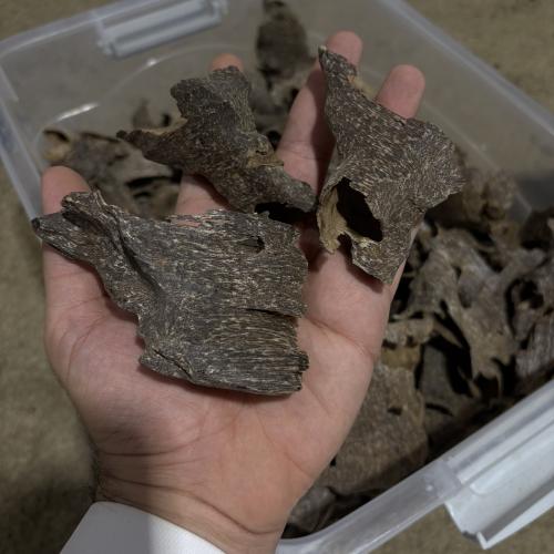 قواقع فيتنامي دبل فاخر