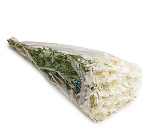 كريز ابيض 10 اغصان