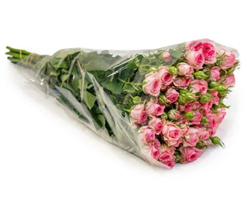 بيبي روز وردي 10 اغصان