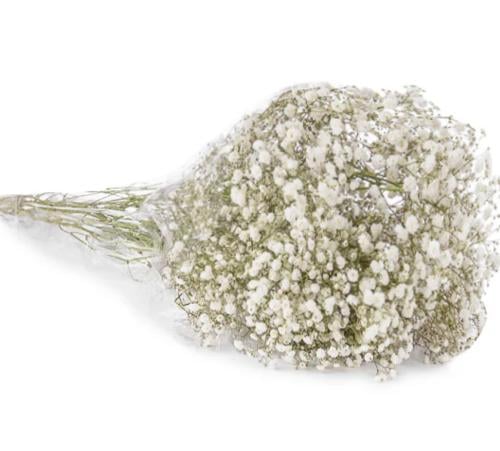 جيبسوفليا 10 اغصان