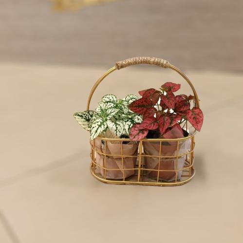 نبته داخلية Z002