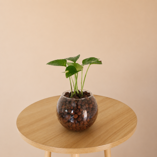 Potts plant in Lika balls