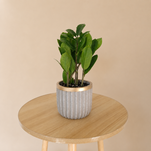 Zamia plant in a ceramic container