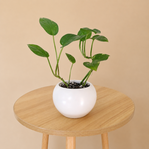 The pothos plant in a white ceramic container