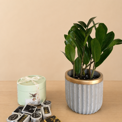Zamia plant gift with Anoush chocolate