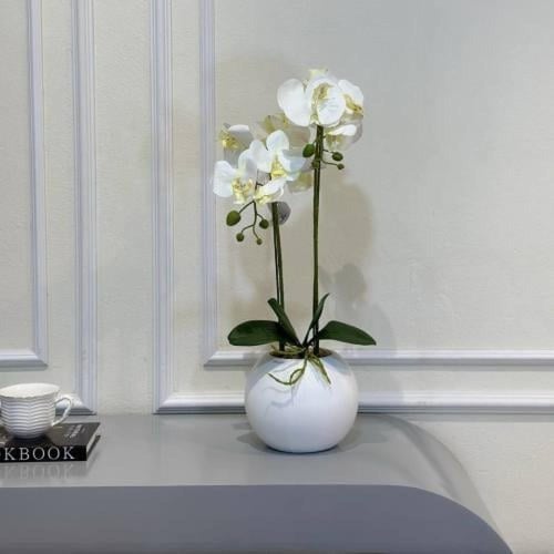 ورد أوركيد 2 فرع حوض بلاستيك