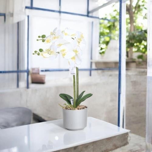 ورد أوركيد 2 فرع حوض بلاستيك