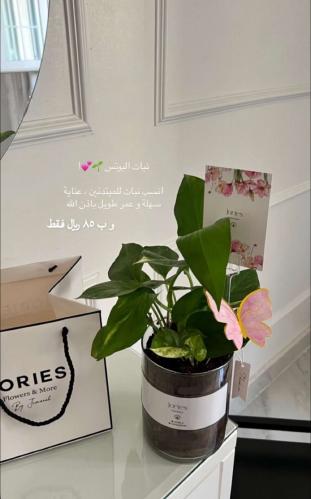 نبات البوتس