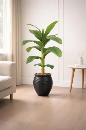 شجرة ورق موز فرع واحد بمركن بلاستيك جرة (height :...