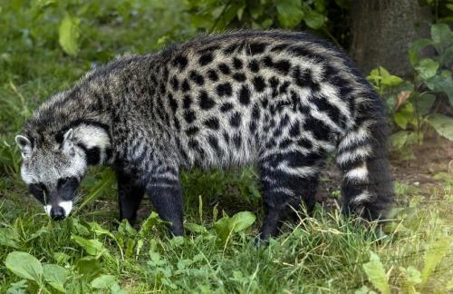 مسك الزباد بزهرة يلانج يلانج ( توله )