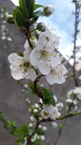 الورد التركي