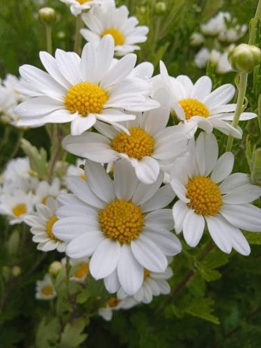 كمبودي بالبابونج