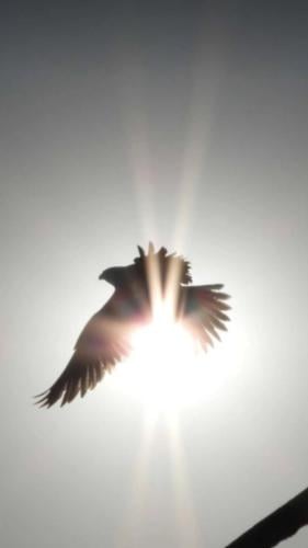 مسك الزباد بالعنبر الخاص ( توله )