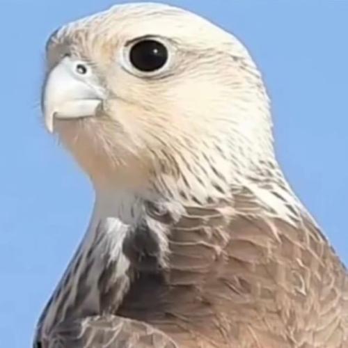 تركان سلمان