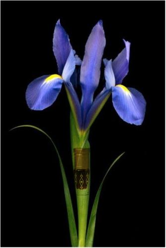 كمبودي روز بزهرة السوسن