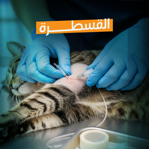 Catheter