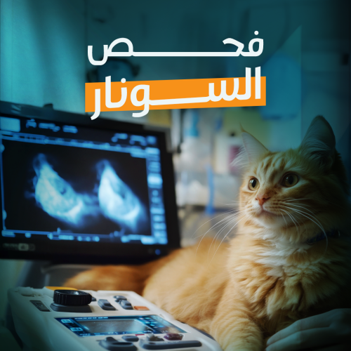 Ultrasound