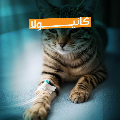 Cannula