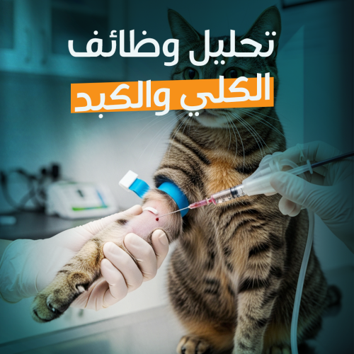 Kidney & Liver Function Test