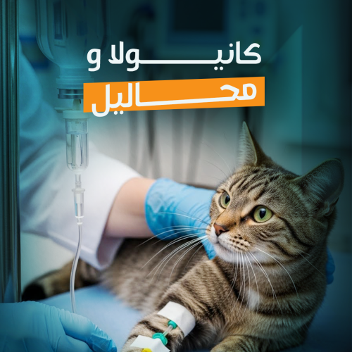 Cannula & Fluids Therapy