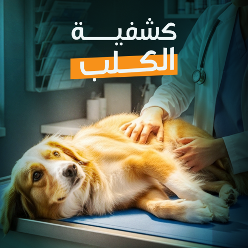 Veterinary Examination